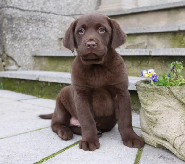due cuccioli labrador retriver colore chocolate