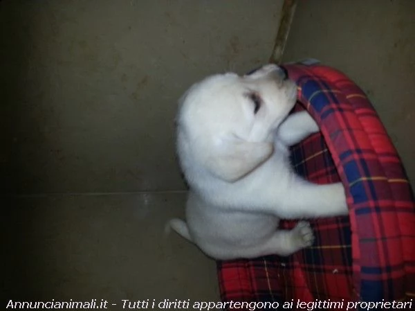 labrador italiani  | Foto 0