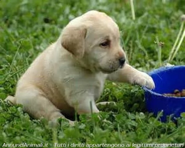 labrador italiani 
