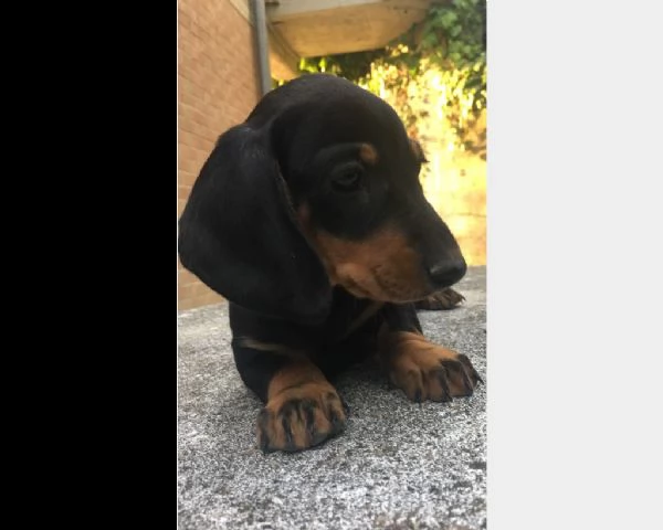 cucciolo di bassotto pelo corto abituato in casa  | Foto 0