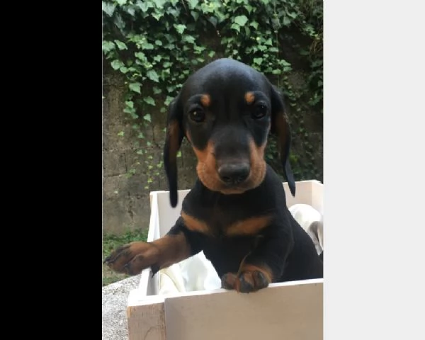 cucciolo di bassotto pelo corto abituato in casa 