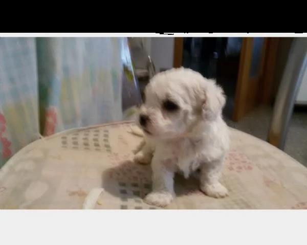 cucciola tipo bolognese  | Foto 0