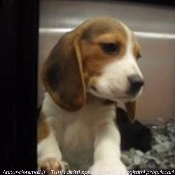 cuccioli di beagle