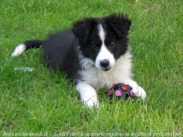 border collie con pedigrée splendidi cuccioli | Foto 0