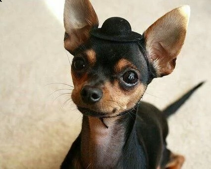 cuccioli di pinscher | Foto 0