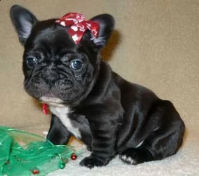 vendita cucciolo ragazzo e ragazza bulldog francese in vendita | Foto 0