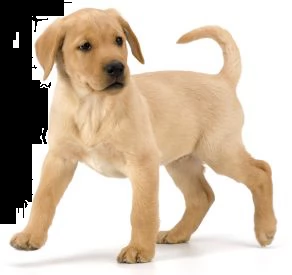  regalo cucciolo thiago e i suoi fratellini splendidi cuccioli mix labrador