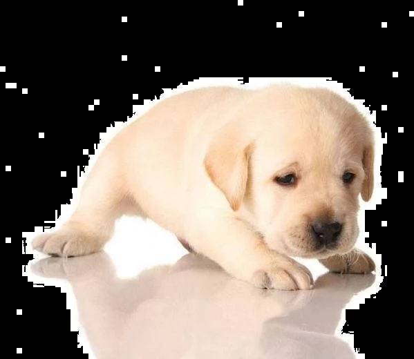  regalo cucciolo thiago e i suoi fratellini splendidi cuccioli mix labrador | Foto 0
