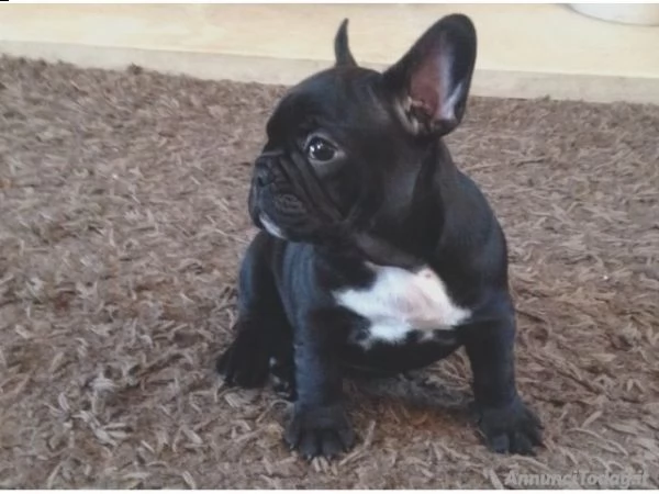 vendita cuccioli di bouledogue francese con pedigree