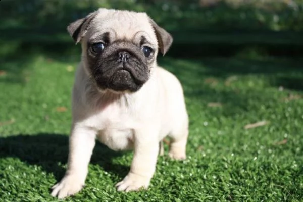 vendita adorabili cuccioli di carrlino | Foto 0