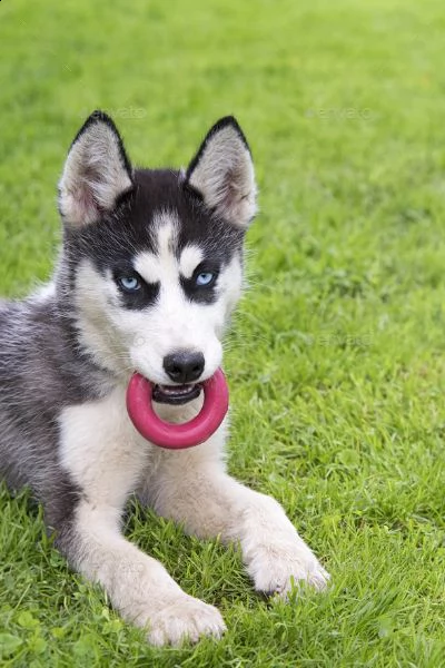 vendita splendido husky siberiano cerca casa per sempre