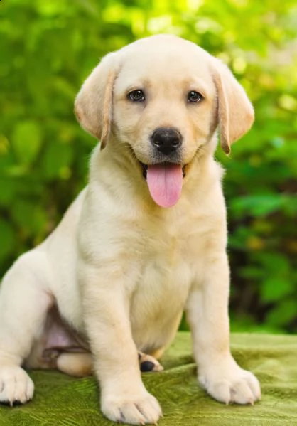 vendita cuccioli di labrador retriever | Foto 0
