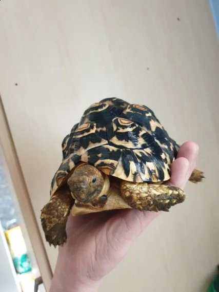 tartarughe di terra razza sulcata | Foto 1