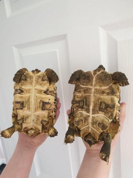 tartarughe di terra razza sulcata | Foto 0