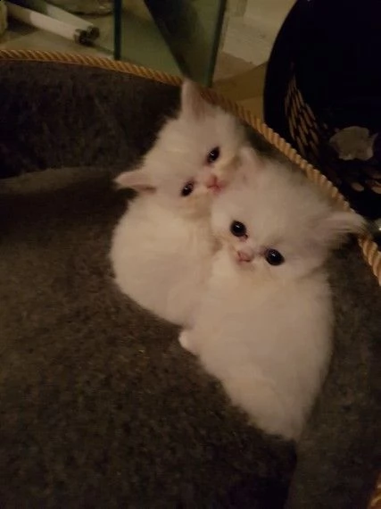 bellissimi gattini persiani che