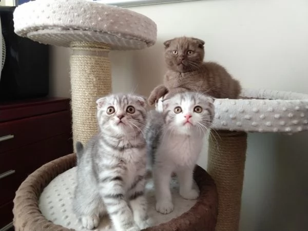 scottish fold