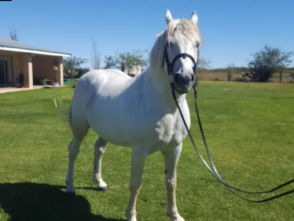 croce di percheron boerperd