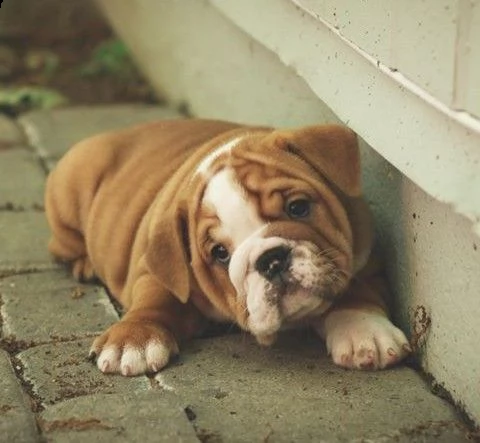 cuccioli di bulldog di qualità disponibili