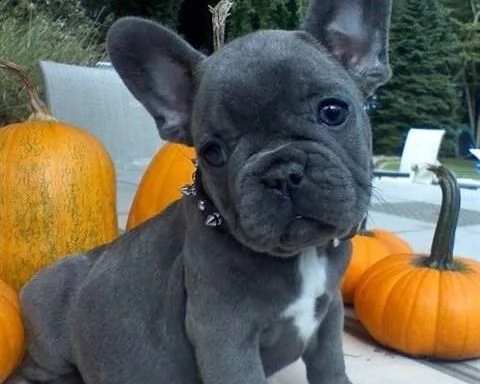 bulldog francese blu