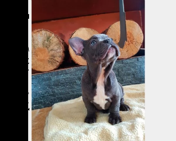 bulldog francese blu | Foto 0
