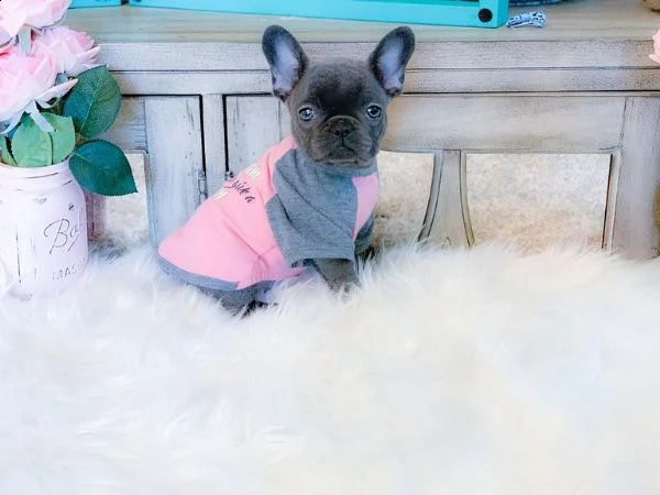 cuccioli di micro bulldog francese pronti