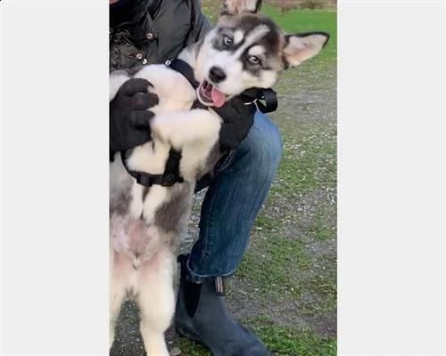 cucciolo siberian husky trattabile | Foto 2