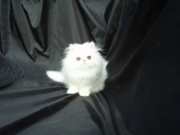 adozione// persiano gattini persiani | Foto 2