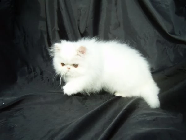 adozione// persiano gattini persiani | Foto 1