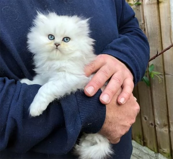 adozione// persiano gattini persiani | Foto 0