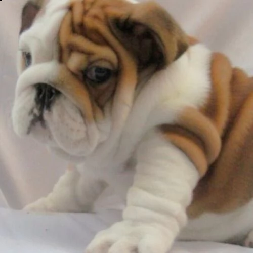bulldog inglese