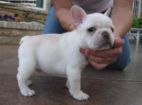 enci pedigree bouledogue francese