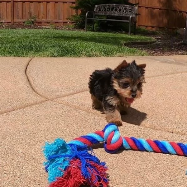 vendita piccolo bambino adorabile cucciolo di yorkie