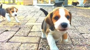 2 bellissimi cuccioli di beagle come regalo