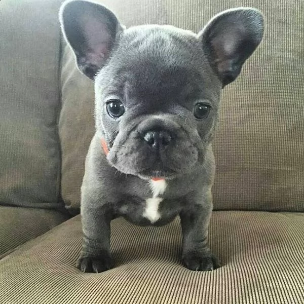 003 bellissimi cuccioli di bulldog francese come regalo