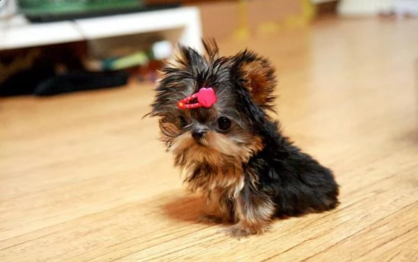 cuccioli affascinanti e adorabili dello yorkshire come regalo