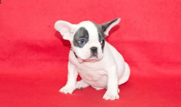 meravigliosi cuccioli di bouledogue francese