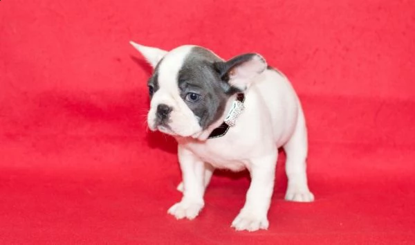 bouledogue francese di 2 mesi taglia piccola