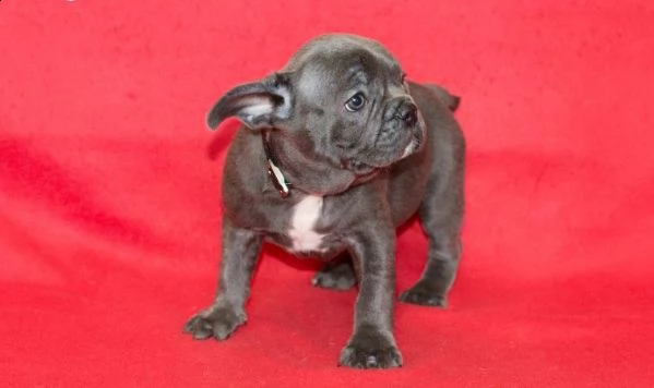 pronto bouledogue francese