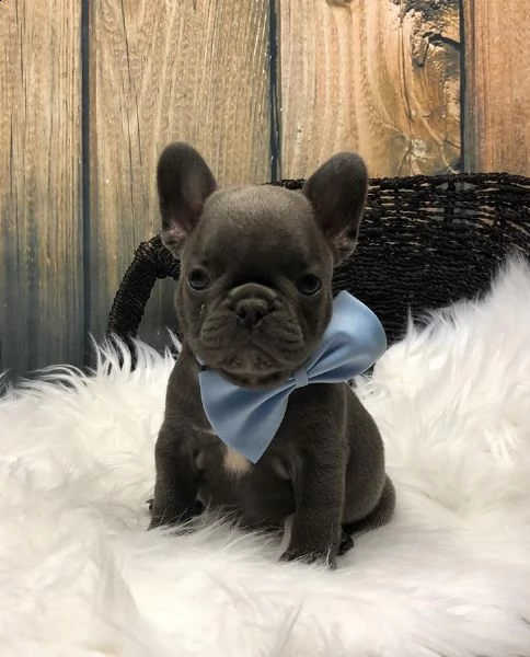 cuccioli affettuosi del bulldog francese