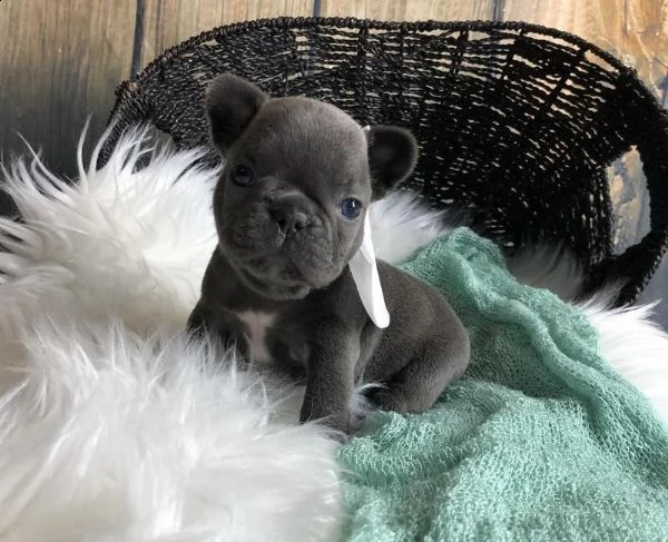  cucciolata di cuccioli di bulldog francese