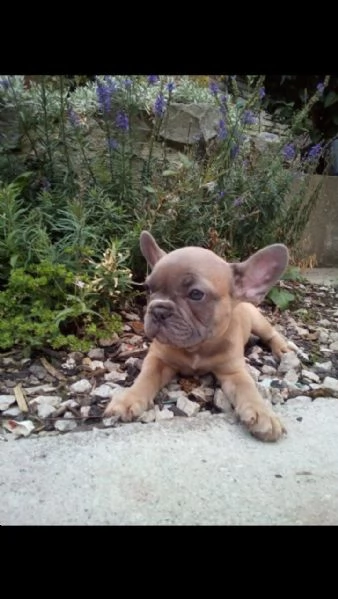 bei cuccioli del bulldog francese pronti ora