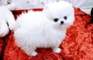 splendidi cuccioli di pomerania