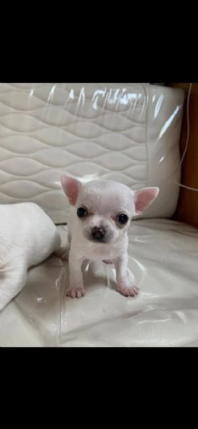 chihuahua
