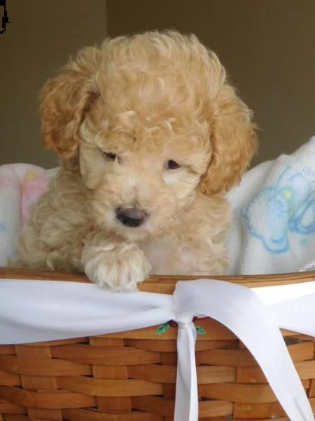 cuccioli di barboncino =