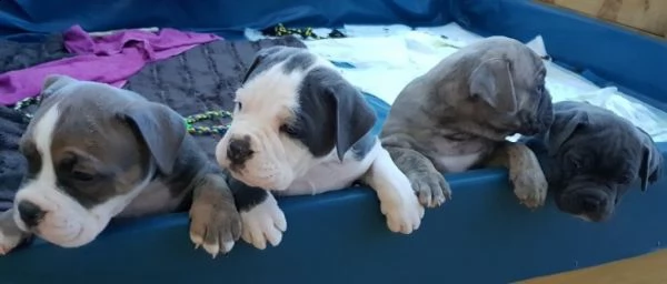 bellissimi cuccioli bulldogs inglesi 