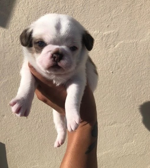 cuccioli di carlino 