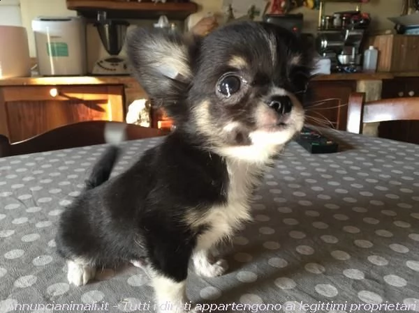 bellissimi cuccioli di chihuahua