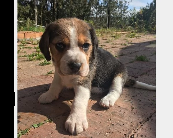 vendita cucciolo beagle cuccioli - allevamentp/pedigree  | Foto 0