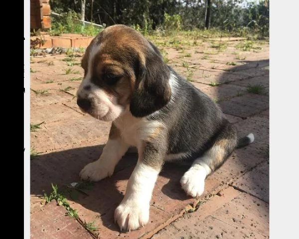 vendita cucciolo beagle cuccioli - allevamentp/pedigree 