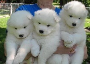  cuccioli di samoiedo. 